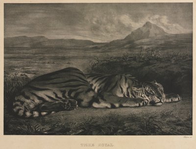 النمر الملكي ، 1829. بواسطة فرديناند فيكتور يوجين ديلاكروا