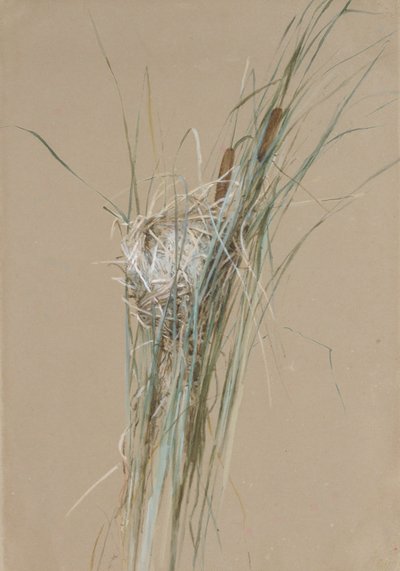 عش الطيور في Cattails ، كاليفورنيا. 1875. بواسطة جسور فيديليا
