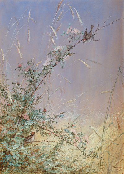 Wild Roses بين الجاودار ، 1874 (مرحاض وغواش فوق قلم رصاص على ورق) بواسطة جسور فيديليا
