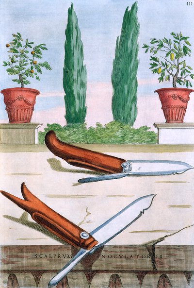 سكين البستنة ، من "Hesperides" بقلم جيوفاني باتيستا فيراري ، منقوش بواسطة Camillo Congio (fl.1630) ، نشر 1646 بواسطة فيليبو جاجلياردي