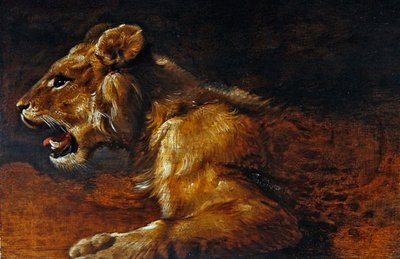 دراسة لأسد شاب ، مدرسة أنتويرب ، حوالي عام 1640 (زيت على لوح) بواسطة المدرسة الفلمنكية