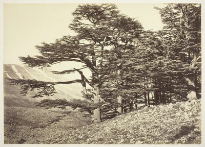 أرز لبنان ، ج. 1870. بواسطة فيليكس بونفيس