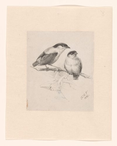 ثديان على فرع بواسطة Floris Verster