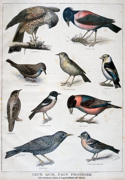 طيور محمية ومفيدة في الزراعة 1897 بواسطة Fortuné Méaulle