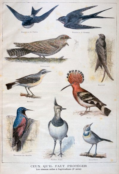 طيور محمية ومفيدة في الزراعة 1897 بواسطة Fortuné Méaulle