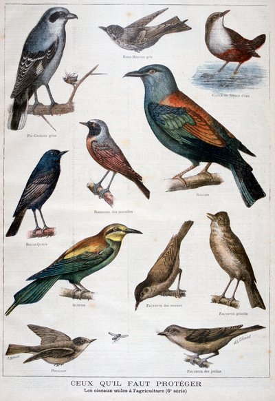 طيور محمية ومفيدة في الزراعة 1897 بواسطة Fortuné Méaulle