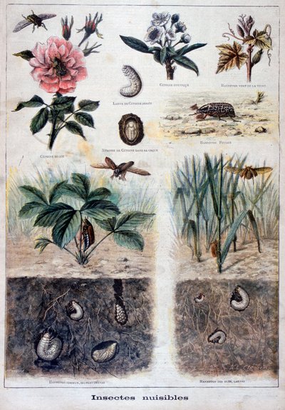 الحشرات الضارة ، 1897 بواسطة Fortuné Méaulle