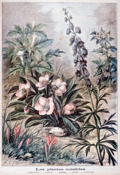 النباتات الضارة ، 1897 بواسطة Fortuné Méaulle