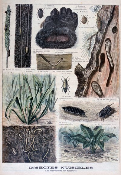 الحشرات الضارة بالفراء ، 1897 بواسطة Fortuné Méaulle