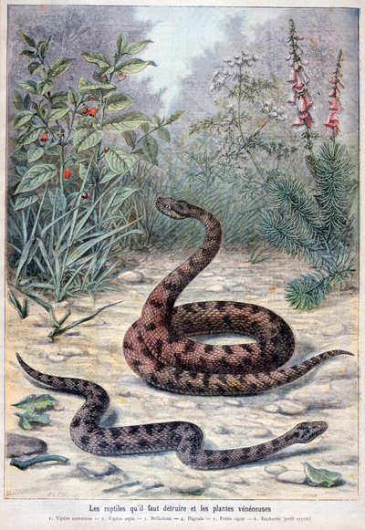 الثعابين والنباتات السامة ، 1897 بواسطة Fortuné Méaulle