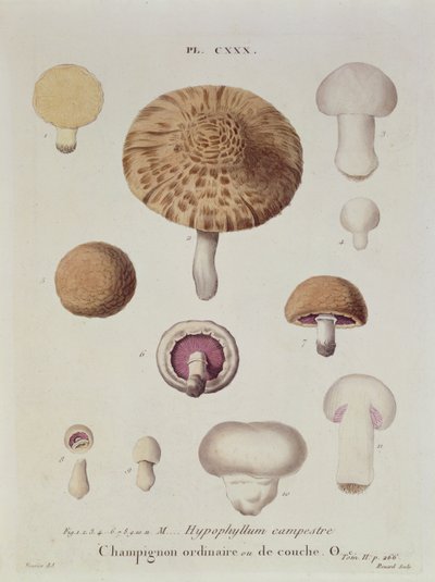 Hypophyllum campestre أو الفطر الميداني ، اللوحة 130 من "Iconographie des Champignons de JJ Paulet" بواسطة JH Leveille ، محفورة بواسطة Renard ، 1855 بواسطة فوسيير