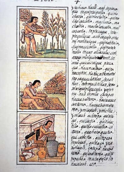 مشاهد من حياة الفلاحين ، حصاد القمح ، الحلج على الحصير والتخزين في الجرار ، نص بلغة الناهيتي ، من نسخة طبق الأصل من مخطوطة التاريخ العام لأشياء إسبانيا الجديدة ، المعروفة أيضًا باسم المخطوطة الفلورنسية ، بقلم برناردينو دي ساهاغون بواسطة فرا بيرنادينو دا ساهاغون