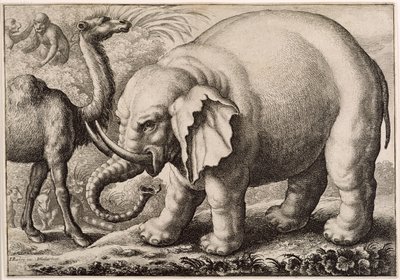 فيل وجمل ، منقوش بواسطة Wenceslaus Hollar (1607-77) 1663 بواسطة فرانسيس بارلو
