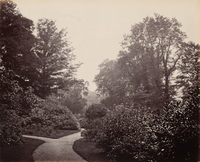 ممر في حديقة ألكسندرا بارك، ج. 1863 (صورة فوتوغرافية) بواسطة فرانسيس بيدفورد