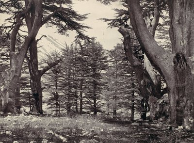 أرز لبنان ، كاليفورنيا. 1857. بواسطة فرانسيس فريث