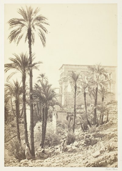 مجموعة النخيل ، 185862. بواسطة فرانسيس فريث