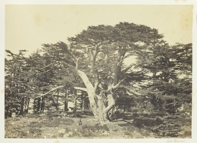 أكبر شجر الأرز ، جبل لبنان ، 1857. بواسطة فرانسيس فريث