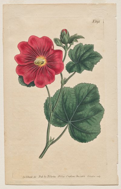 المجلة النباتية أو حديقة الزهور المعروضة: لوحة 892 ، ألثا فليكسوسا. Seringapatam A Hollyhock. [ألثيا روزي] بواسطة فرانسيس سانسوم