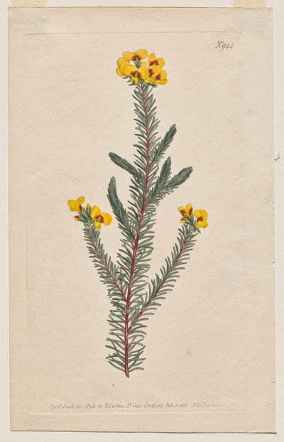 المجلة النباتية أو حديقة الزهور المعروضة: لوحة 944 ، Dillwynia glaberrima. Dillwynnia على نحو سلس. [Dillwynia ericifolia gaberrima] بواسطة فرانسيس سانسوم