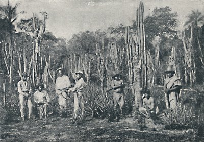 الحقول ، 1895 بواسطة فرانسيسكو هينزلر
