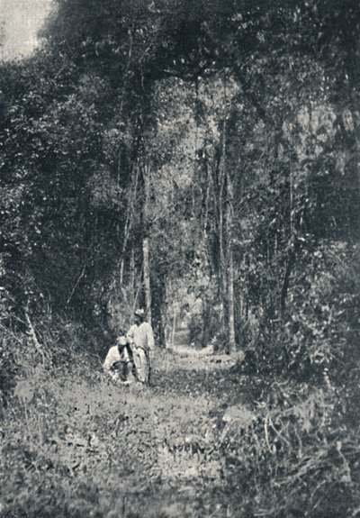 طريق بارانا العالي ، 1895 بواسطة فرانسيسكو هينزلر
