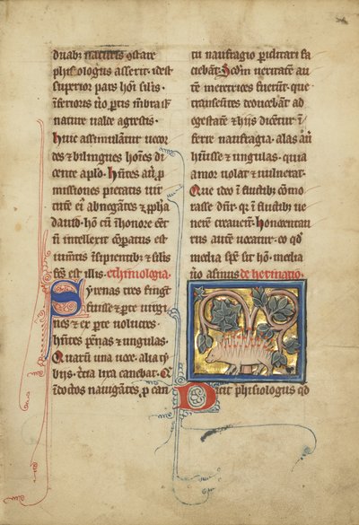A Hedgehog from a bestiary Ms Ludwig XV 4، فول. 82 ، 1280-1300 (تمبرا وقلم وحبر وأوراق ذهبية وطلاء على رق) بواسطة مدرسة فرانكو الفلمنكية