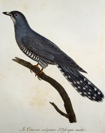 African Cuckoo (Cuculus gularis), engraving from Histoire Naturelle des Oiseaux d
