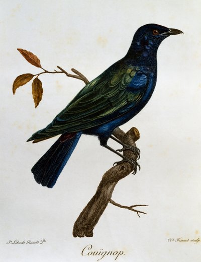 زرزور لامع أسود البطن (Lamprotornis corruscus) ، نقش من Histoire Naturelle des Oiseaux d