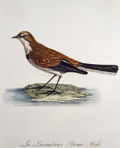 Cape Wagtail male (Motacilla capensis), engraving from Histoire Naturelle des Oiseaux d