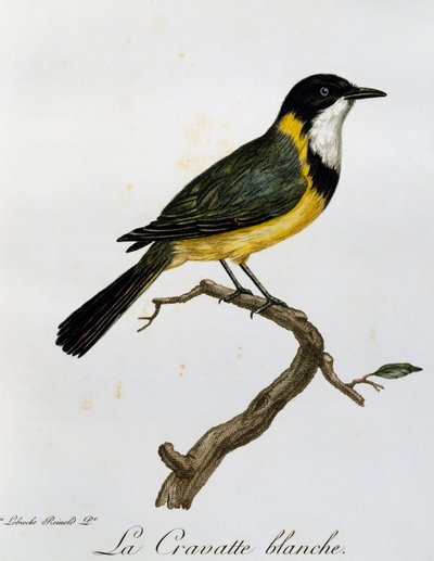 Golden Whistler (Pachycephala pectoralis), engraving from Histoire Naturelle des Oiseaux d