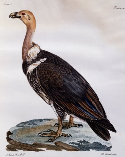 Immature Cape Griffon (Gyps coprotheres), engraving from Histoire Naturelle des Oiseaux d