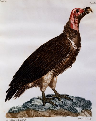 نسر ذو وجه لابيت (Torgos tracheliotos) ، نقش من التاريخ الطبيعي للطيور في إفريقيا بواسطة فرانسوا لو فيلانت