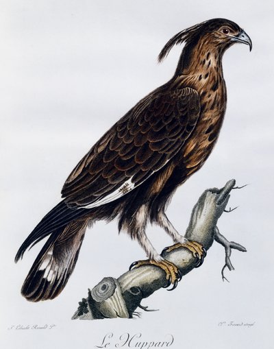 نسر طويل القمة (Lophaetus occipitalis) ، نقش من التاريخ الطبيعي للطيور في إفريقيا بواسطة فرانسوا لو فيلانت