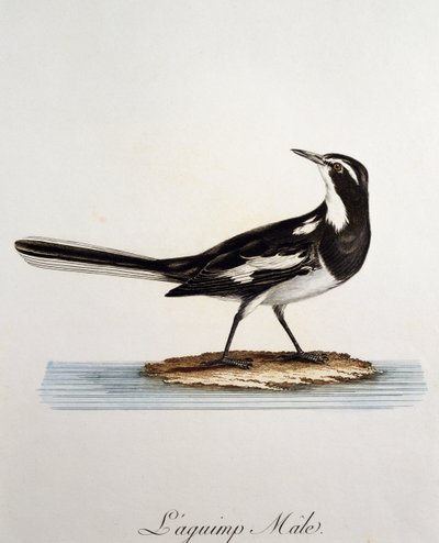 Male African Pied Wagtail (Motacilla aguimp), engraving from Histoire Naturelle des Oiseaux d