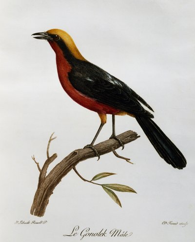 Male Common Gonolek (Laniarius barbarus), engraving from Histoire Naturelle des Oiseaux d