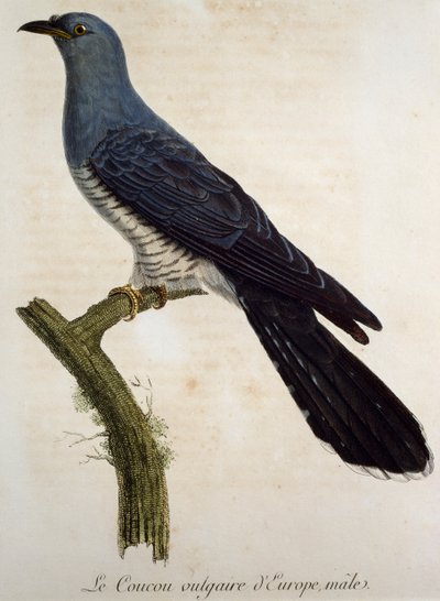 ذكر الوقواق الأوراسي (Cuculus canorus) ، نقش من Histoire Naturelle des Oiseaux d