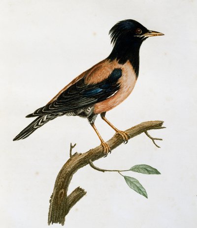 ذكر زرزور وردية (Sturnus roseus) ، نقش من Histoire Naturelle des Oiseaux d