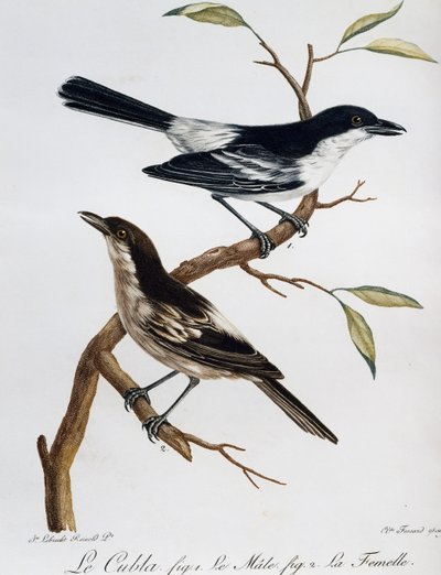 Male and female of Black-backed Puffback (Dryoscopus cubla), engraving from Histoire Naturelle des Oiseaux d