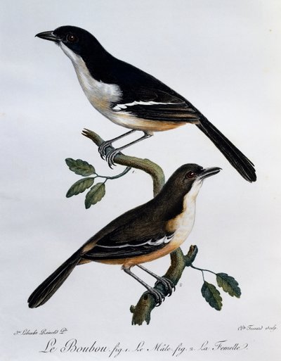 Male and female of Southern Boubou (Laniarius ferrugineus), engraving from Histoire Naturelle des Oiseaux d