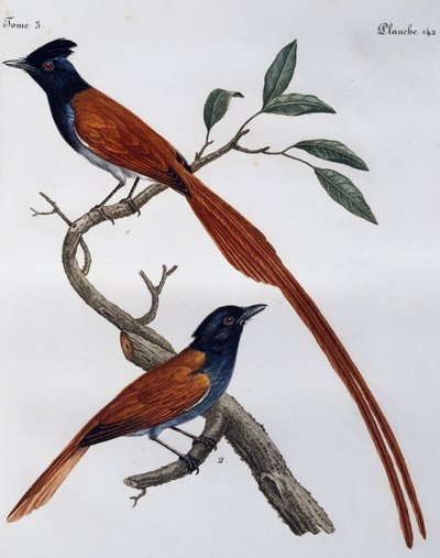 Male and female of Spotted Flycatcher (Muscicapa striata), engraving from Histoire Naturelle des Oiseaux d