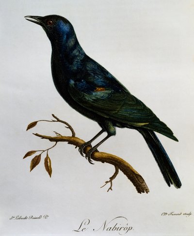 Pale-winged Starling (Onychognathus nabouroup), engraving from Histoire Naturelle des Oiseaux d