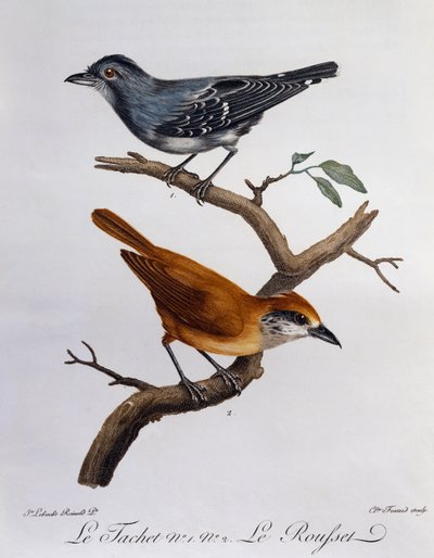 Tachet and, below, Rousset, engraving from Histoire Naturelle des Oiseaux d