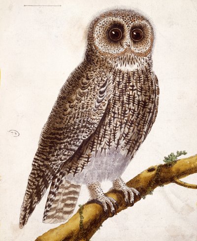بومة ، من "Histoire Naturelle des Oiseaux" بقلم جورج دي بوفون (1707-88) نشر 1777 بواسطة Francois Nicolas Martinet