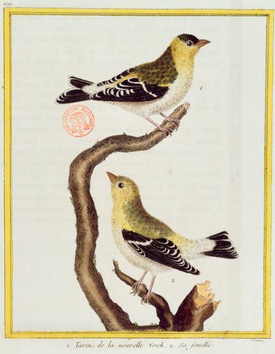 زوج من siskins ، من "Histoire Naturelle des Oiseaux" لجورج دي بوفون (1707-88) نشر 1777 بواسطة فرانسوا نيكولا مارتينيه