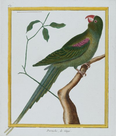Perruche ، de Gingi ، c.1770-86 (النقش اليدوي) بواسطة فرانسوا نيكولا مارتينيه