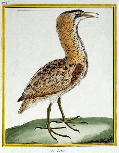 علم. علم الحيوان. البيتيرن. نقش فرانسوا نيكولا مارتينيه في: Histoire naturelle des oiseaux ، بقلم جورج لويس لوكليرك دي بوفون ، فرنسا ، حوالي 1777 (نقش ملون) بواسطة فرانسوا نيكولا مارتينيه