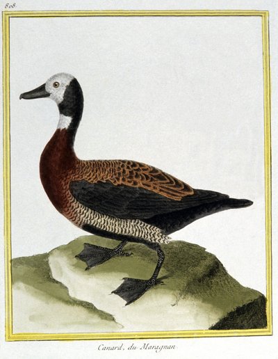 علم. علم الحيوان. يوراسيون ويجون. نقش فرانسوا نيكولا مارتينيه في: Histoire naturelle des oiseaux ، بقلم جورج لويس لوكليرك دي بوفون ، فرنسا ، حوالي 1777 (نقش ملون) بواسطة فرانسوا نيكولا مارتينيه