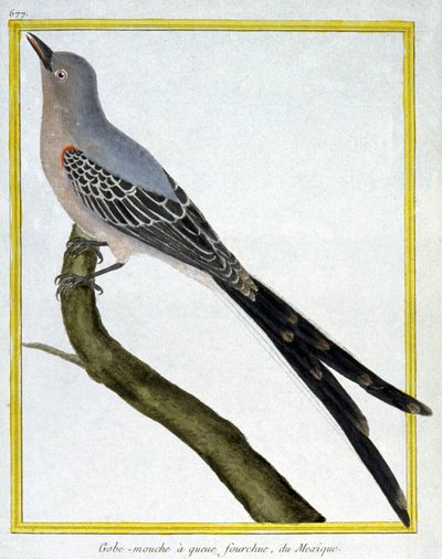 علم. علم الحيوان. صائد الذباب من المكسيك. نقش فرانسوا نيكولا مارتينيه في: Histoire naturelle des oiseaux ، بقلم جورج لويس لوكليرك دي بوفون ، فرنسا ، حوالي 1777 (نقش ملون) بواسطة فرانسوا نيكولا مارتينيه