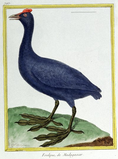 علم. علم الحيوان. عقدة حمراء (مدغشقر). نقش فرانسوا نيكولا مارتينيه في: Histoire naturelle des oiseaux ، بقلم جورج لويس لوكليرك دي بوفون ، فرنسا ، حوالي 1777 (نقش ملون) بواسطة فرانسوا نيكولا مارتينيه