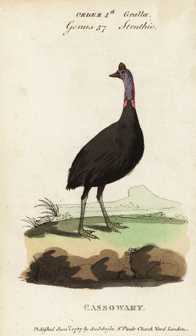 كاسواري الجنوبي ، Casuarius casuarius بواسطة فرانسوا نيكولا مارتينيه